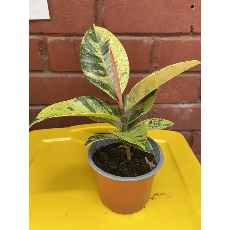 Gomero Variegado / Ficus Elástica Shivereana Pequeño