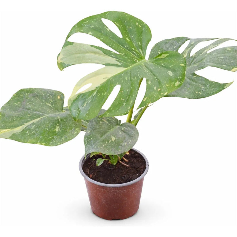 Monstera Thai Constelation  Planta Exotica Variegada