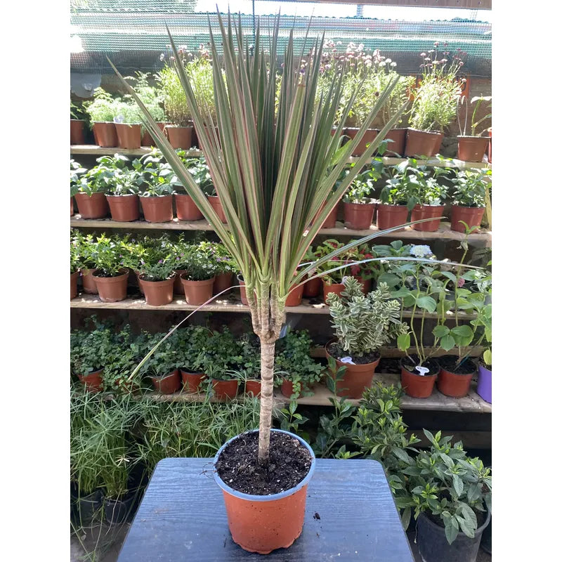 Palmera Interior Dracena Marginata 60cm Verde