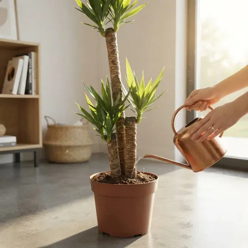 Yuca Trio Planta Ornamental Palmera Interior