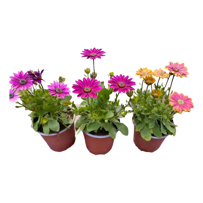 Dimorfoteca Osteospermum Planta Ornamental