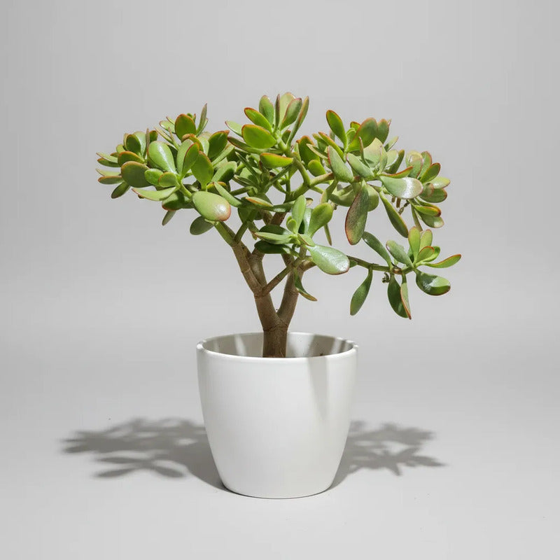 Arbol De Jade Grande / Arbol De La Abundancia