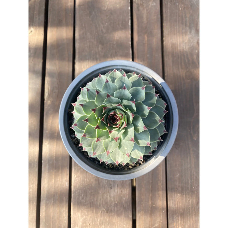Suculenta Uñas De Señorita Sempervivum Calcareum