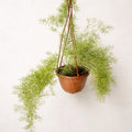 Helecho Esparrago Planta Colgante