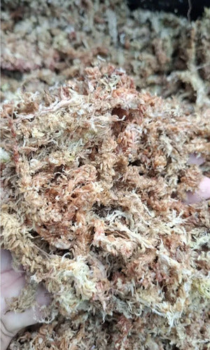 Musgo Sphagnum 20 Litros