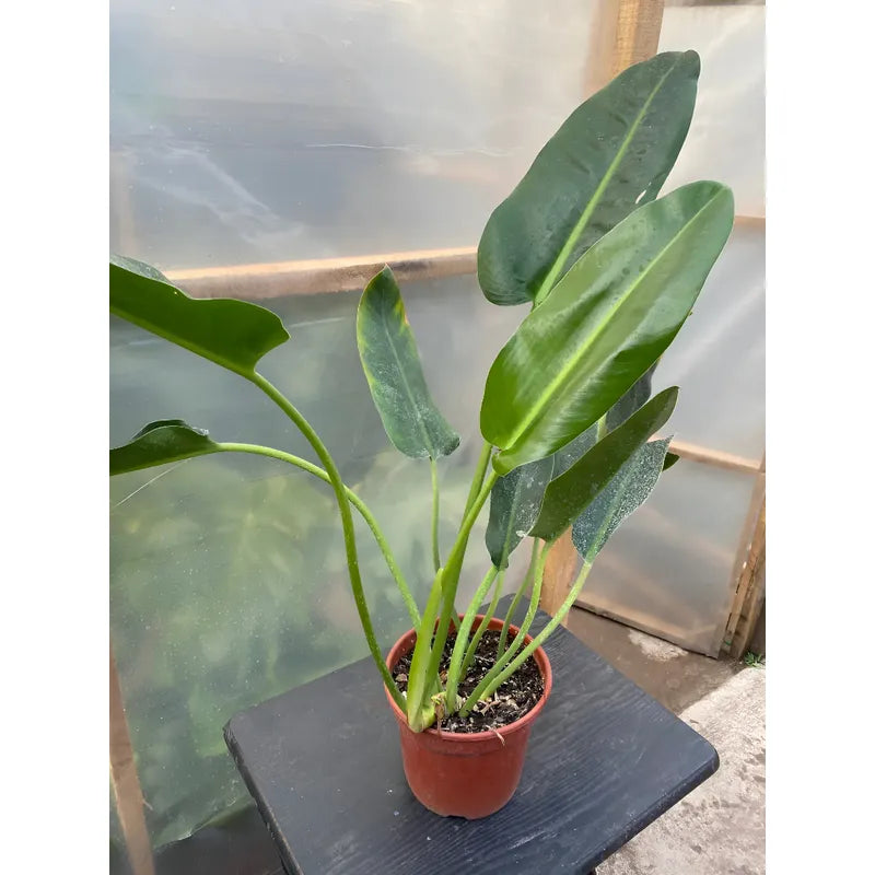 Philodendro Longifolio Planta De Interior