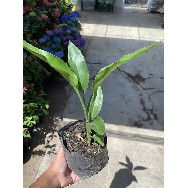 Flor Del Pájaro Ave Del Paraíso / Strelitzia Reginae 30cm