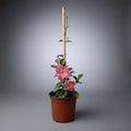 Dipladenia Mandevilla Planta Trepadora Ornamental Rosa Claro