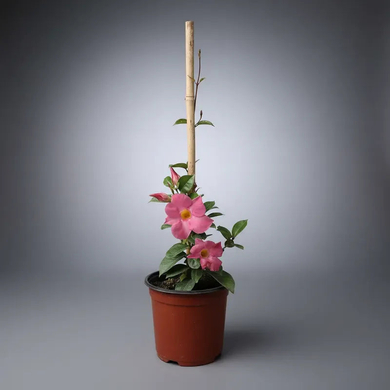 Dipladenia Mandevilla Planta Trepadora Ornamental Rosa Claro