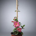 Dipladenia Mandevilla Planta Trepadora Ornamental Rosa Claro