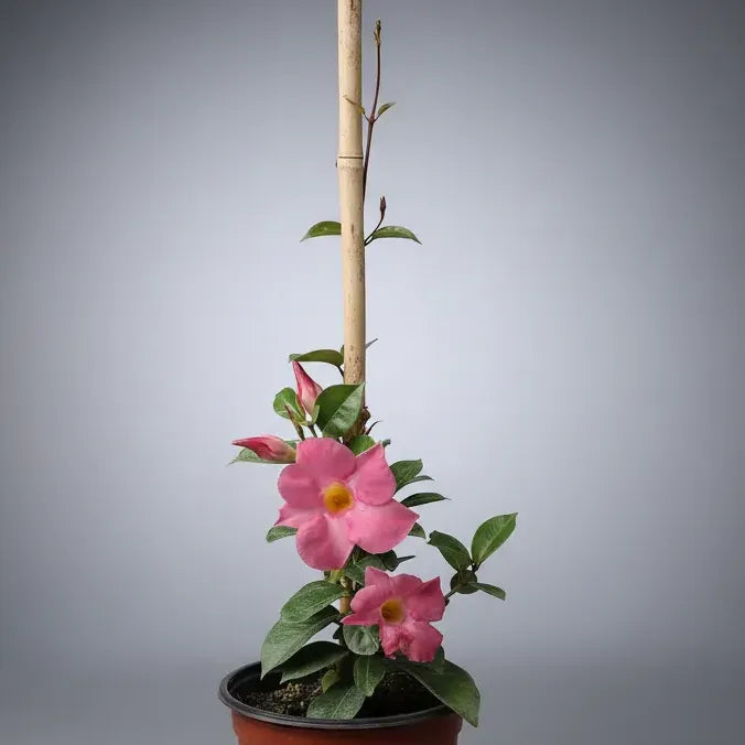 Dipladenia Mandevilla Planta Trepadora Ornamental Rosa Claro