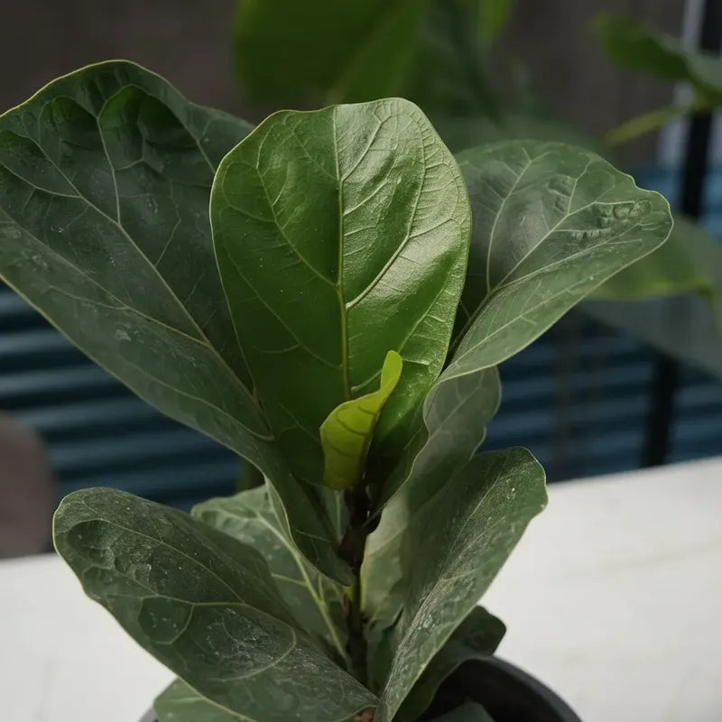 Ficus Lyrata Bambino Planta Pequeña Interior