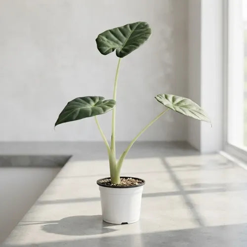 Alocasia Regal Shield Planta Interior Ornamental 20cm