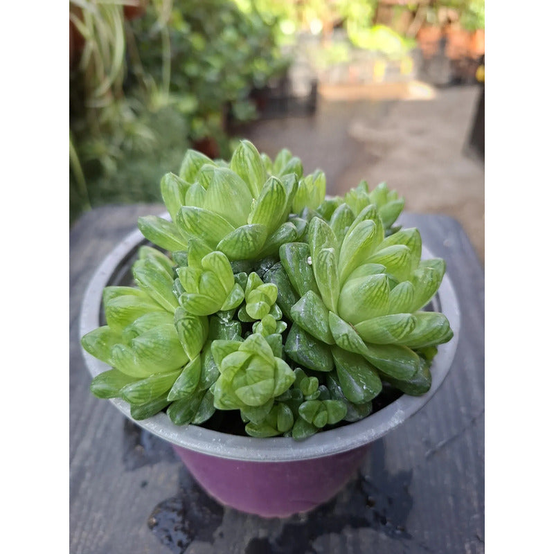 Haworthia Grande Suculenta De Coleccion Agua