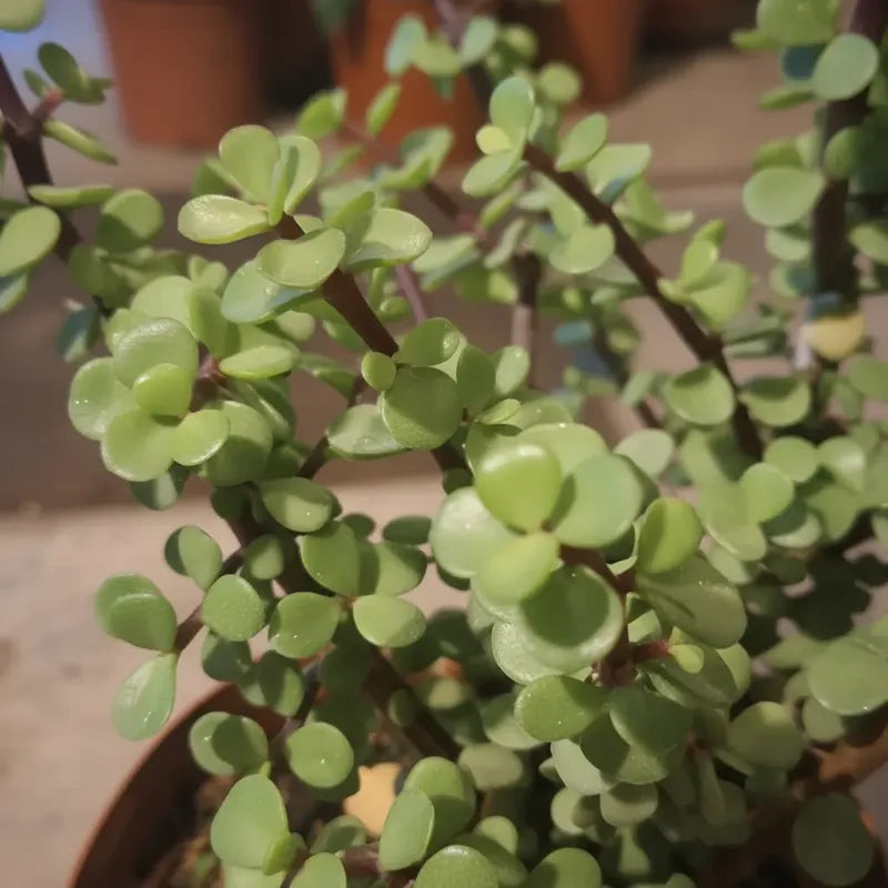 Portulacaria Árbol Del Dinero