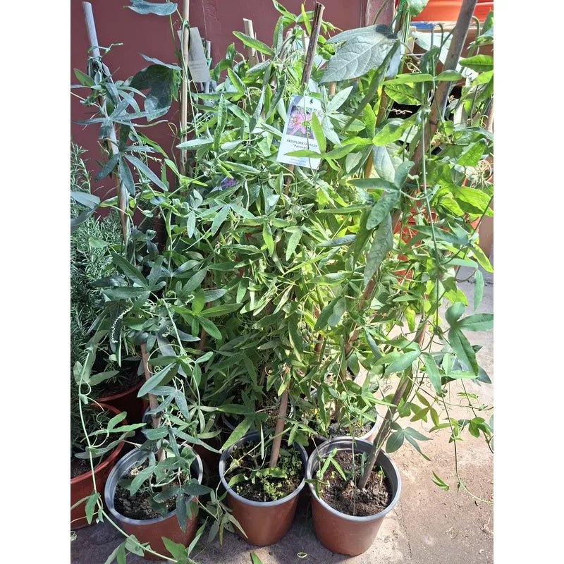 Passiflora Pasionaria Azul 50 cm — Enredadera Trepadora Exterior