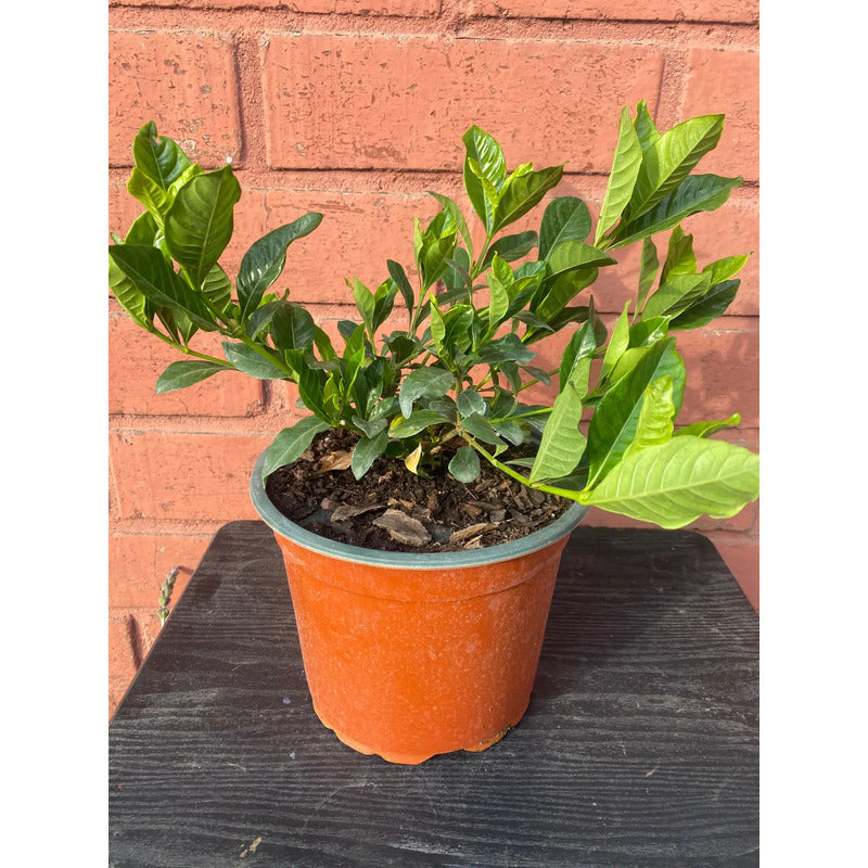 Jazmín Del Cabo/gardenia Grande