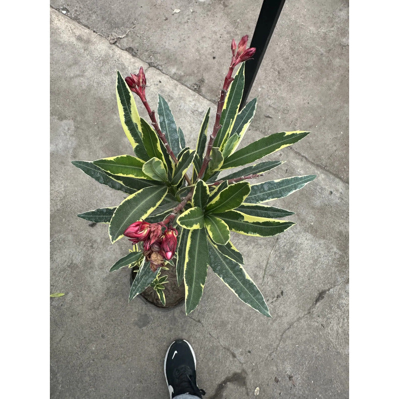 Laurel De Flor Variagado