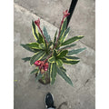 Laurel De Flor Variagado