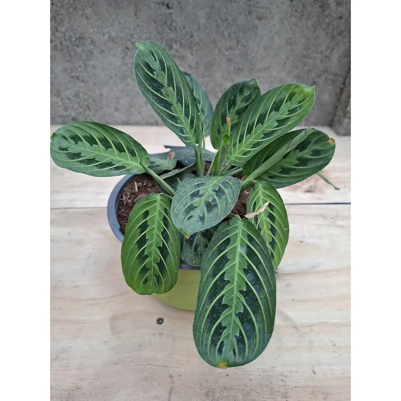 Maranta Lemon Lime Planta De Interior
