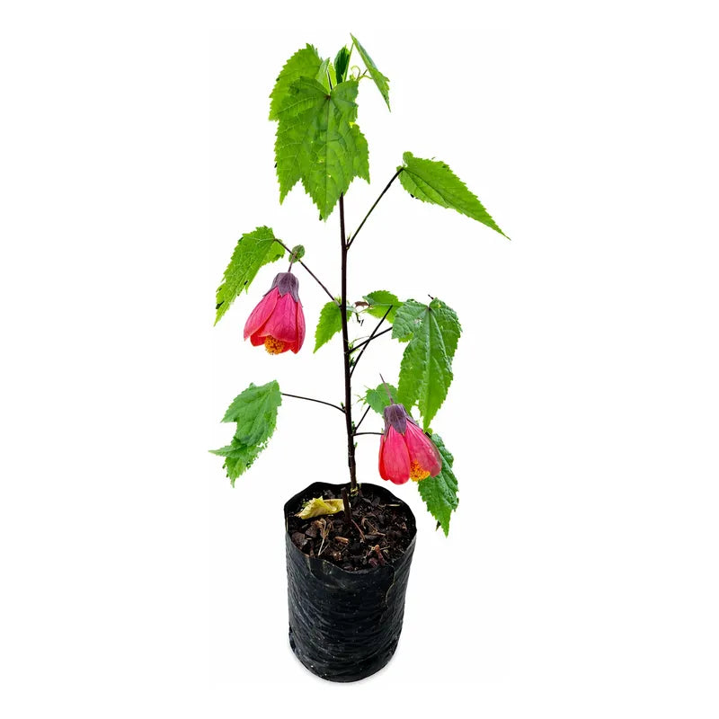 Abutilon Farolito Chino Arbusto Ornamental Pequeño 40cm Rojo