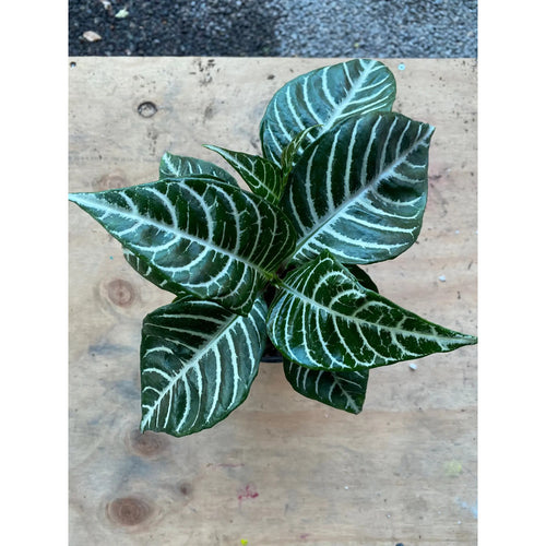 Aphelandra/afelandra Planta Exótica
