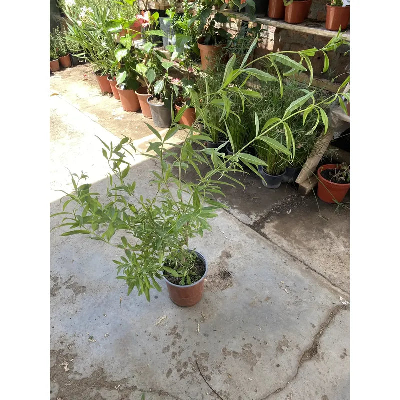 Arbol Cedron 90cm Hierba Aromática Y Medicinal