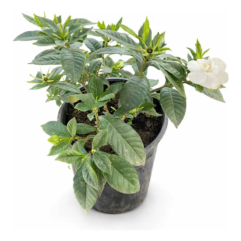 Jazmín Del Cabo/gardenia Grande