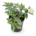 Jazmín Del Cabo/gardenia Grande