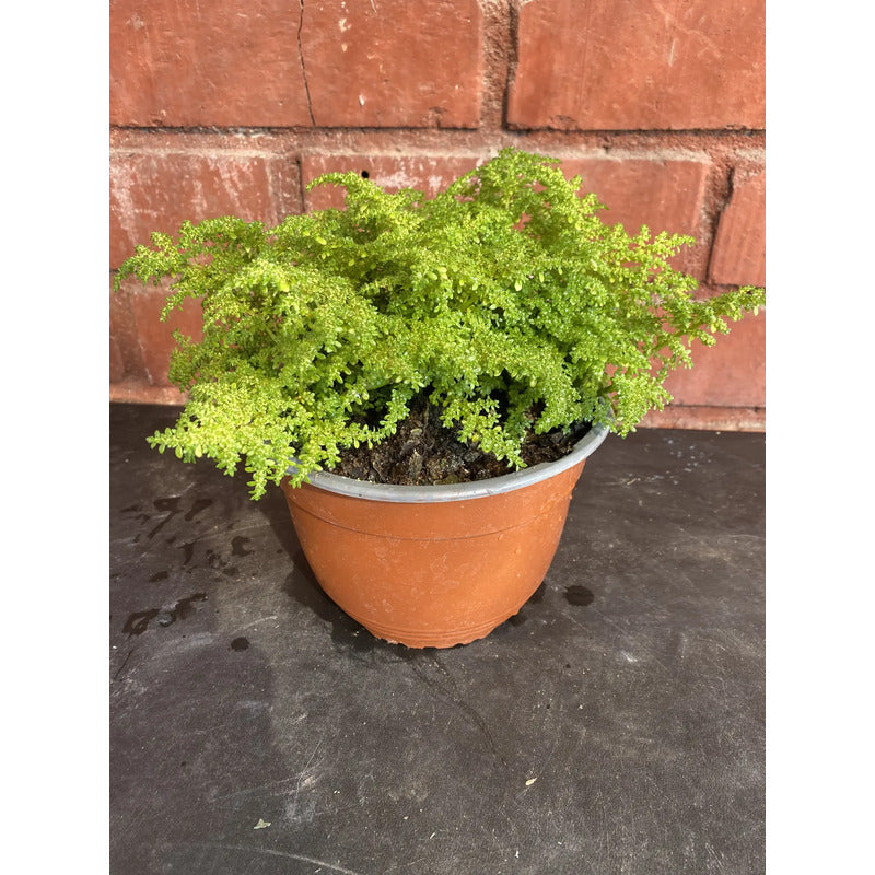 Helecho Arroz Planta Ornamental