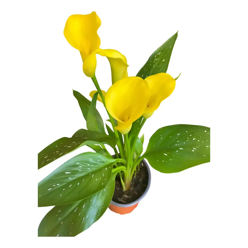 Calas De Colores Planta Ornamental Para Regalo Amarillo