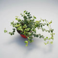 Ficus Repens/ficus Pumila Planta Trepadora