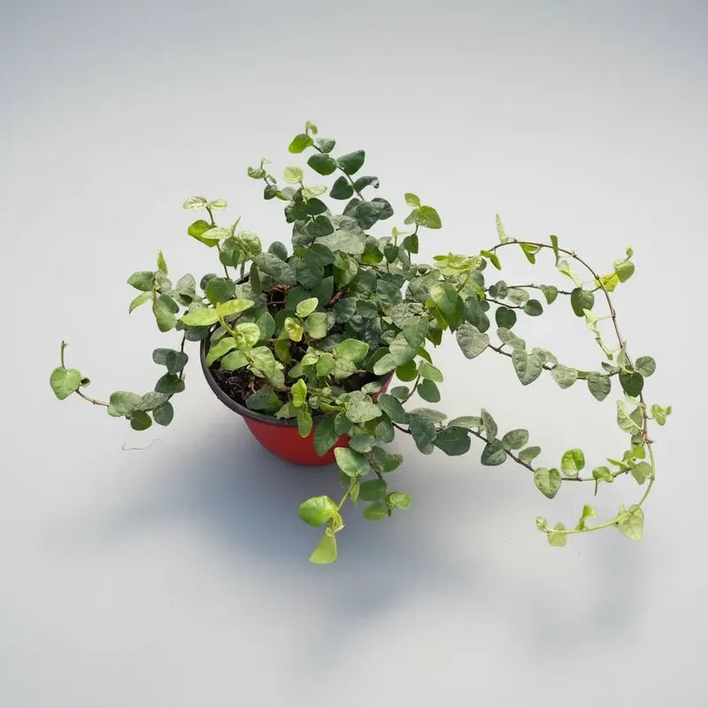 Ficus Repens/ficus Pumila Planta Trepadora