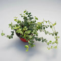 Ficus Repens/ficus Pumila Planta Trepadora