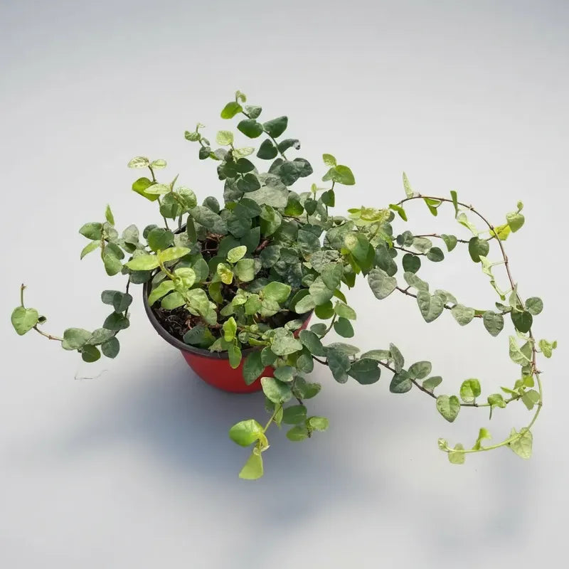 Ficus Repens/ficus Pumila Planta Trepadora