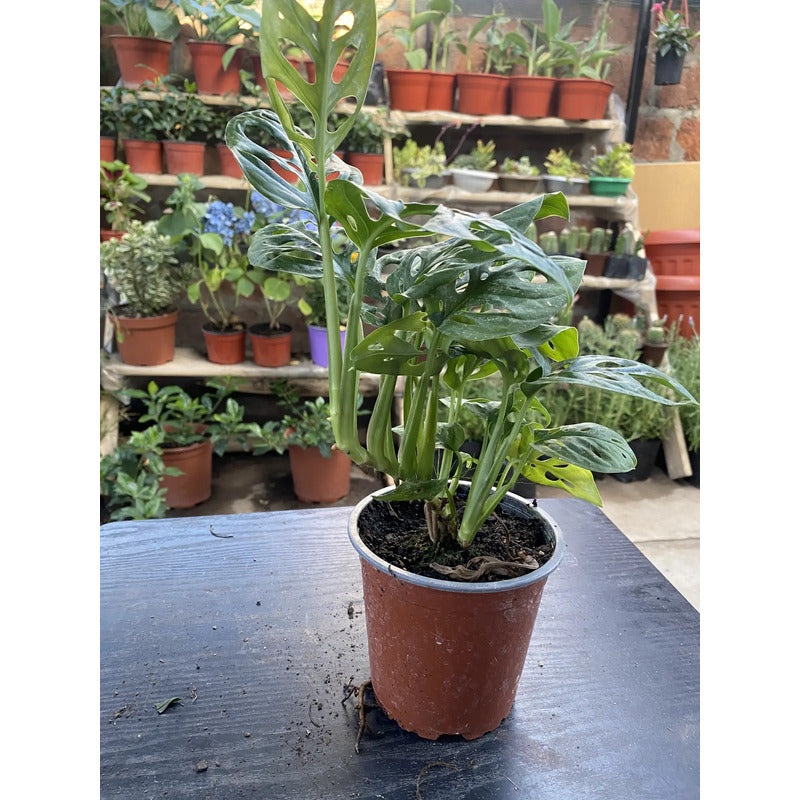 Monstera Obliqua Planta Colgante Trepadora