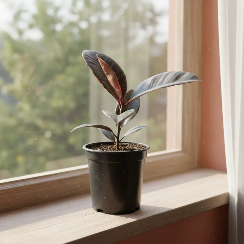Ficus Gomero Ruby Planta Interior