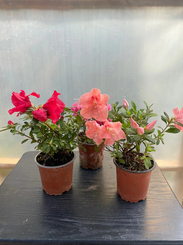 Azalea Pequeña Planta Ornamental