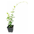 Jazmin Helice Planta Enredadera Blanco
