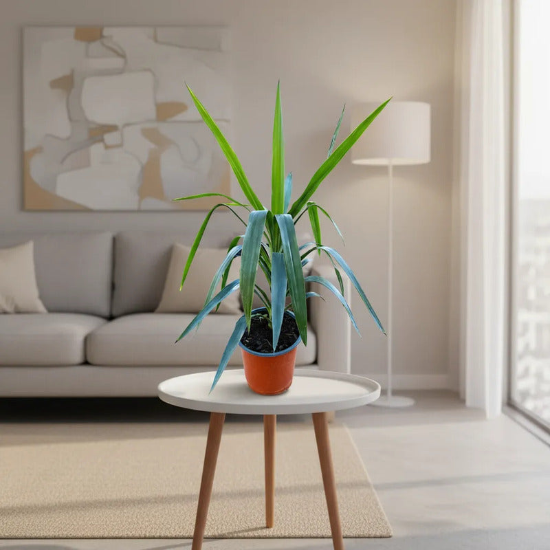 Yuca Punta Grande 50cm Palmera Interior Blanco