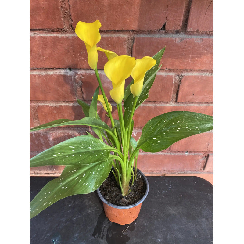 Calas De Colores Planta Ornamental Para Regalo Amarillo