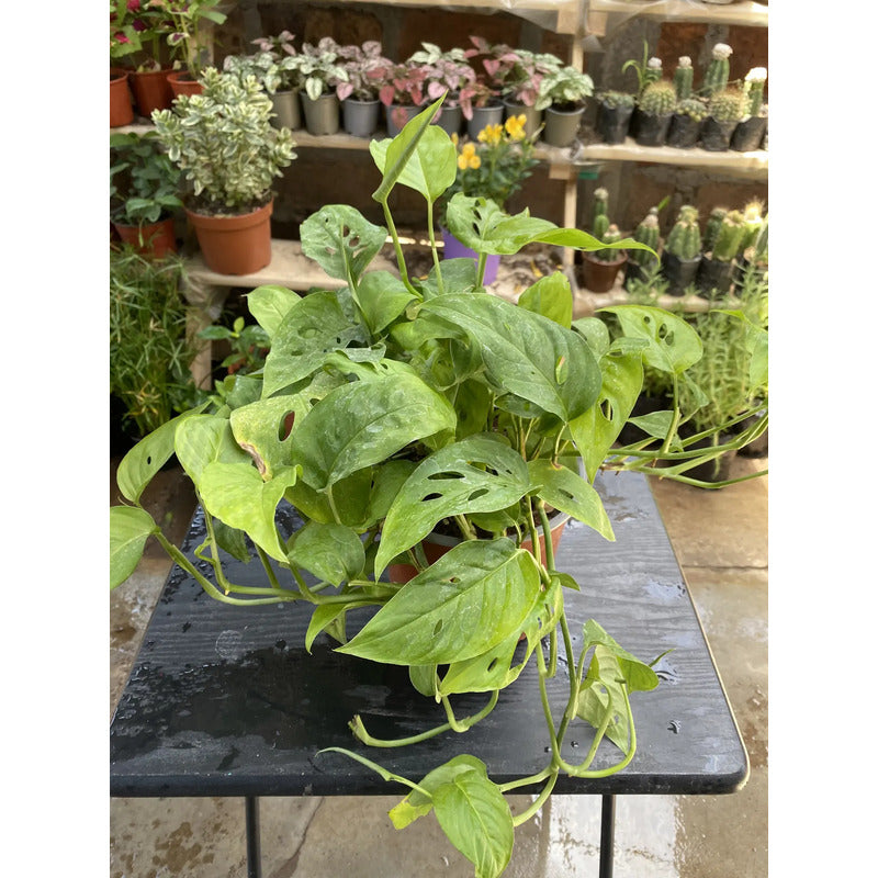 Monstera Adansoni