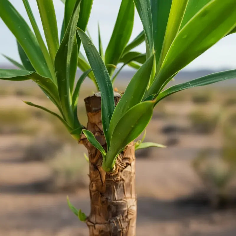 Yuca Grande 50 Cm Palmera Interior