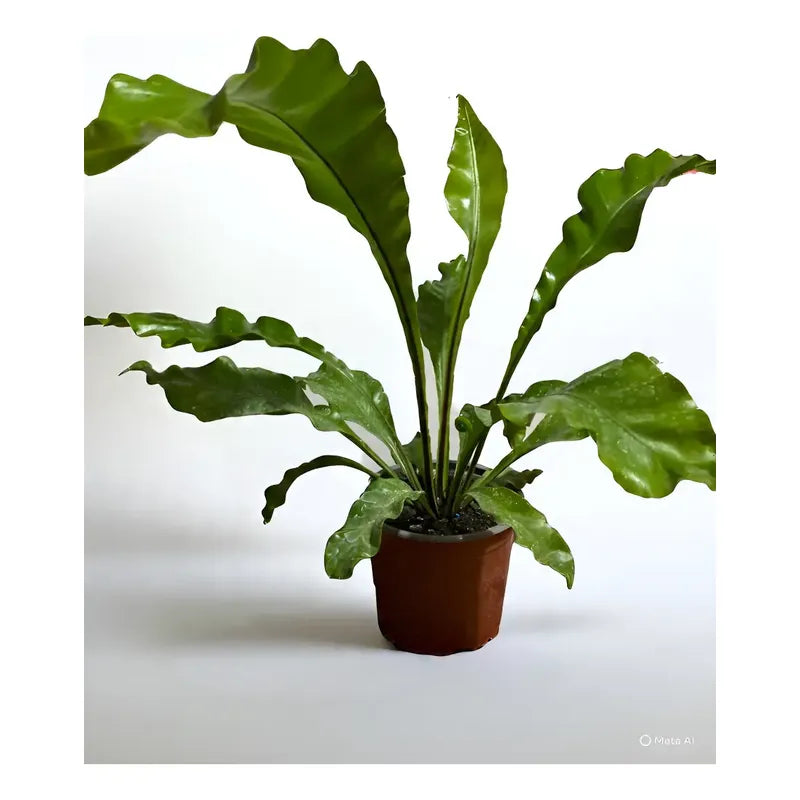 Helecho Asplenium Nido De Aves
