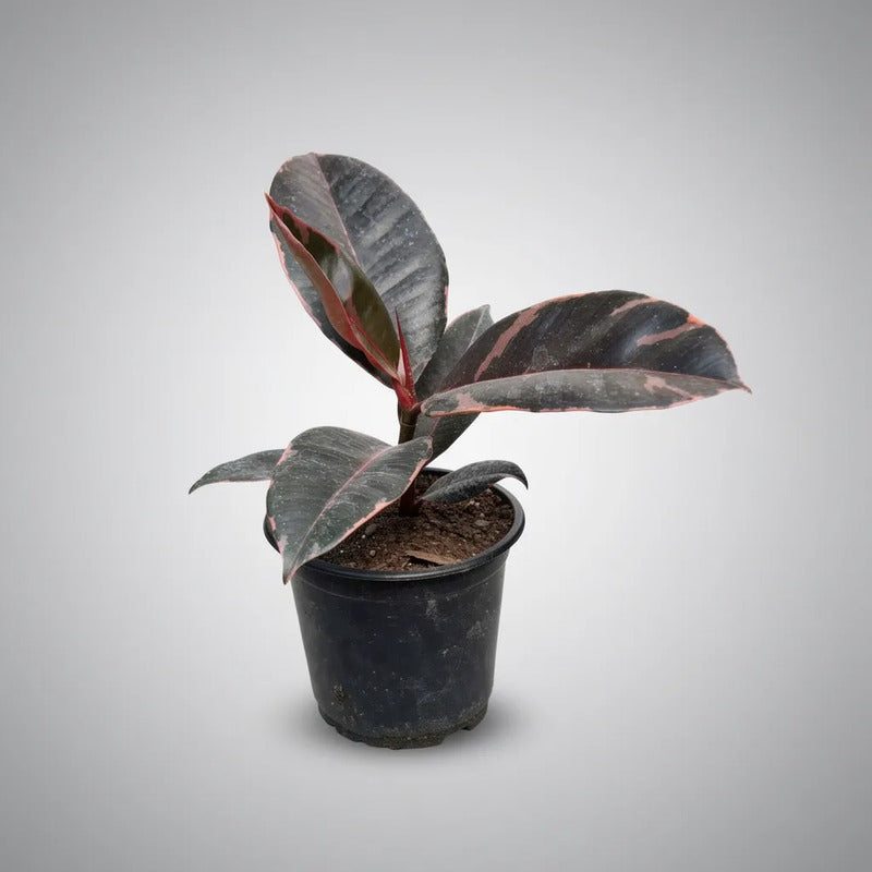 Ficus Gomero Ruby Planta Interior