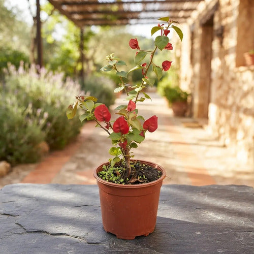 Bugambilia Pequeña Planta Enredadera
