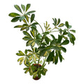 Cheflera / Schefflera Grande