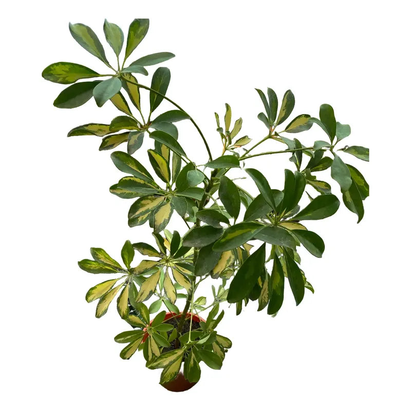 Cheflera / Schefflera Grande