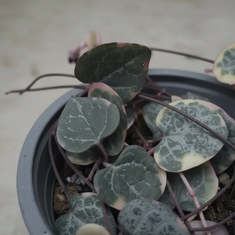 Ceropegia Woodi Variegada Cadena De Corazones Suculenta