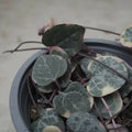 Ceropegia Woodi Variegada Cadena De Corazones Suculenta